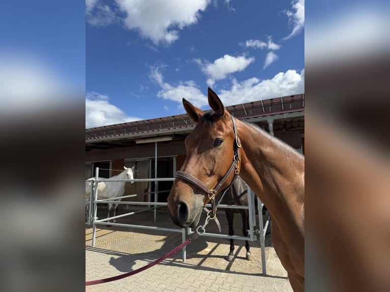 Westfale Wallach 5 Jahre 168 cm Brauner in Mannheim