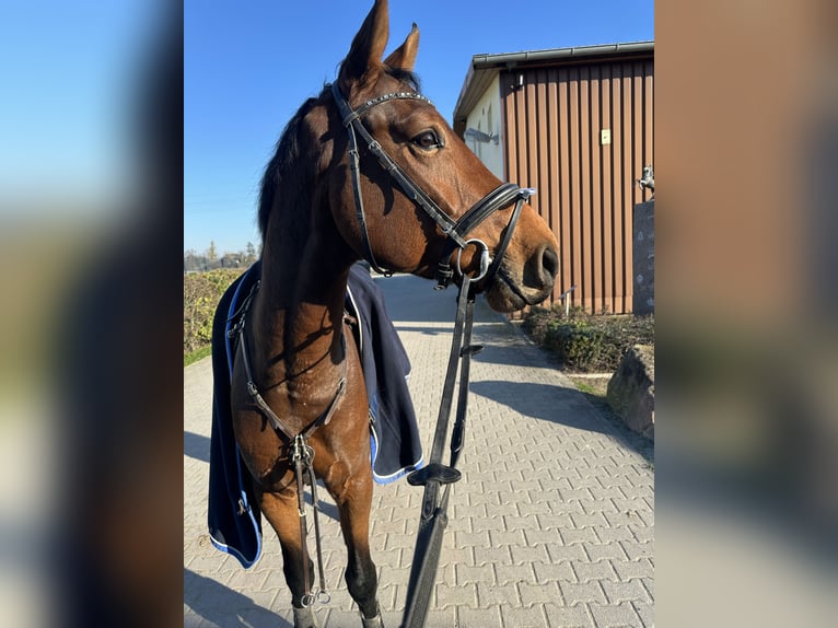 Westfale Wallach 5 Jahre 168 cm Brauner in Mannheim