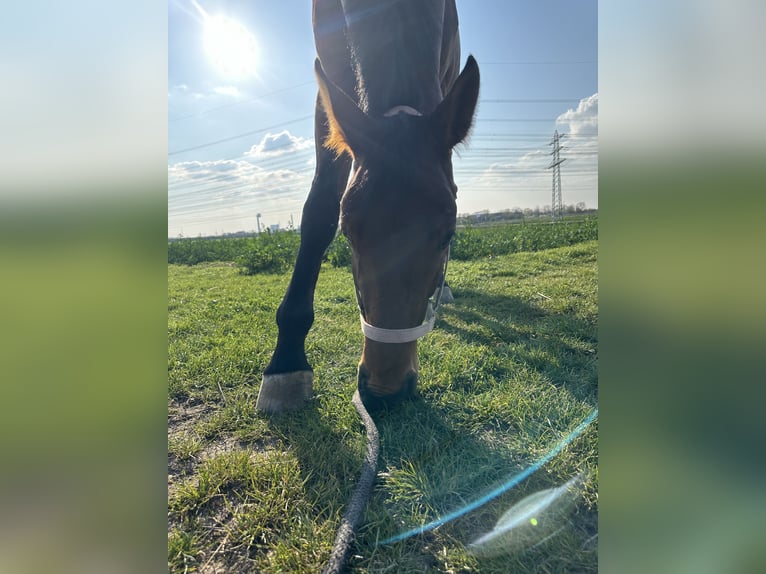 Westfale Wallach 5 Jahre 168 cm Brauner in Mannheim