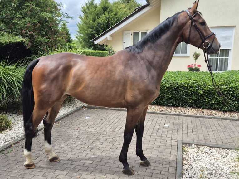 Westfale Wallach 5 Jahre 168 cm Brauner in Willich