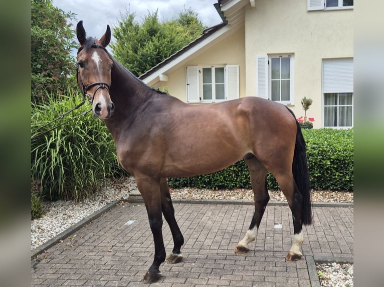 Westfale Wallach 5 Jahre 168 cm Brauner in Willich