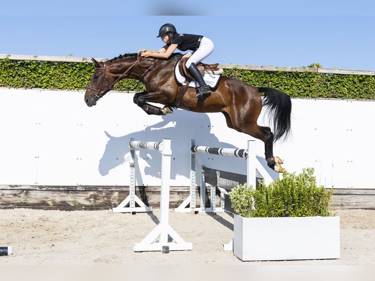 Westfale Wallach 5 Jahre 168 cm Brauner in Waddinxveen