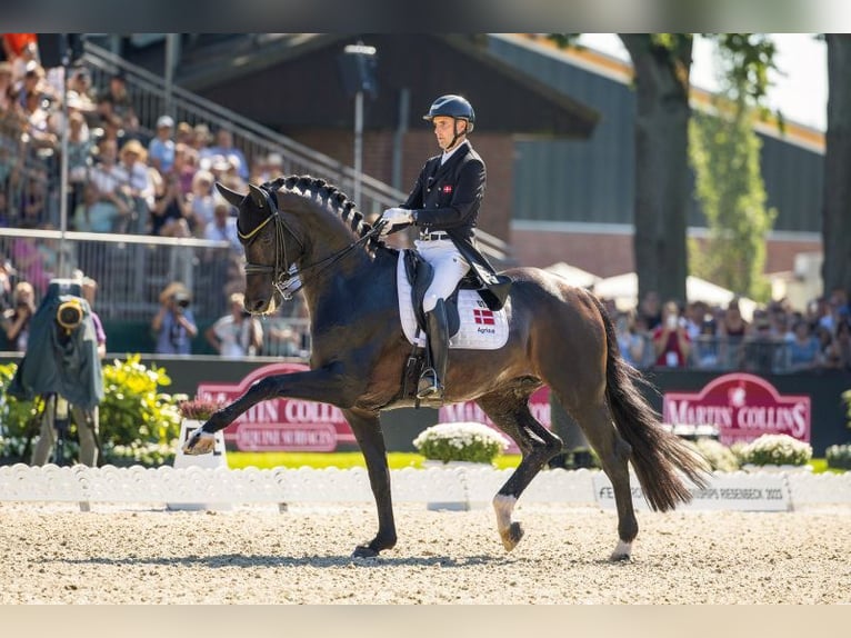 Westfale Wallach 5 Jahre 168 cm Dunkelbrauner in Schenklengsfeld
