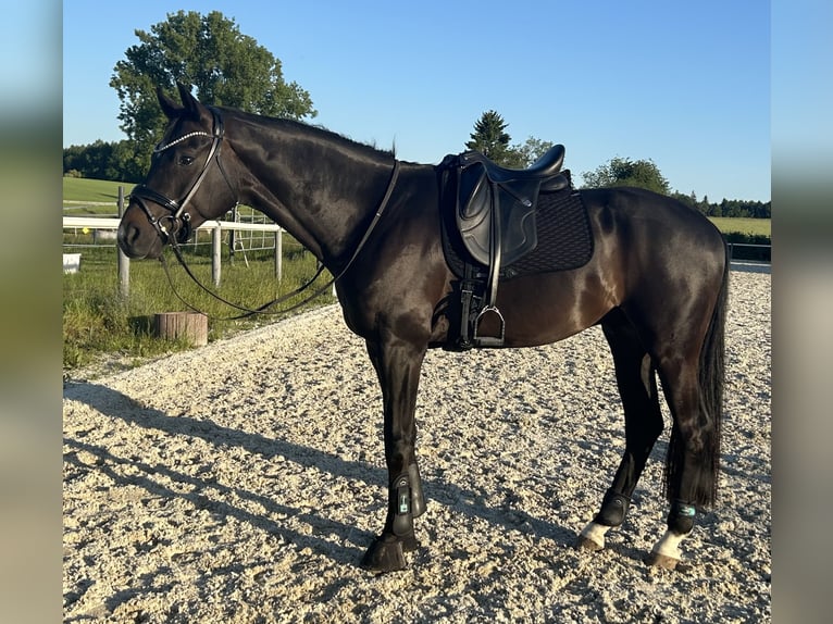 Westfale Wallach 5 Jahre 168 cm Dunkelbrauner in Schnaitsee