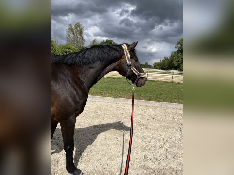 Westfale Wallach 5 Jahre 168 cm Dunkelbrauner in Wagenfeld