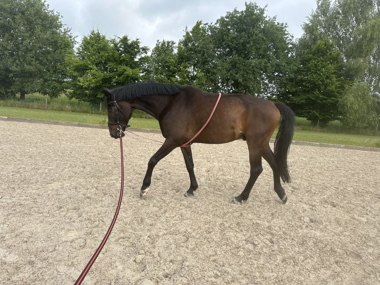 Westfale Wallach 5 Jahre 168 cm Dunkelbrauner in Wagenfeld
