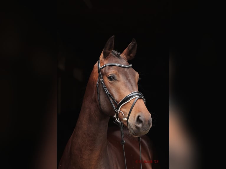Westfale Wallach 5 Jahre 168 cm Dunkelbrauner in Laer