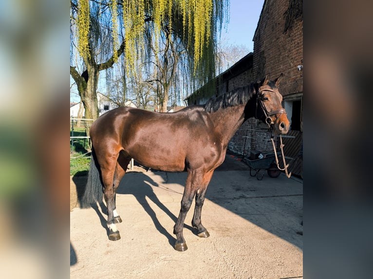 Westfale Wallach 5 Jahre 168 cm Dunkelbrauner in Borgentreich
