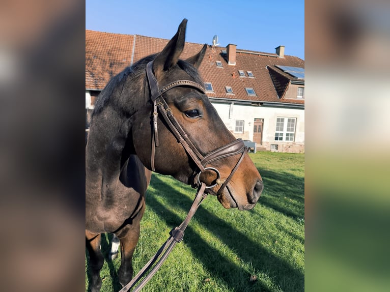 Westfale Wallach 5 Jahre 168 cm Dunkelbrauner in Borgentreich