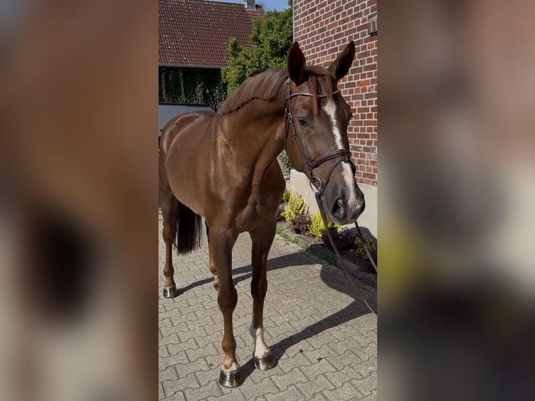 Westfale Wallach 5 Jahre 168 cm Dunkelfuchs in Altenberge