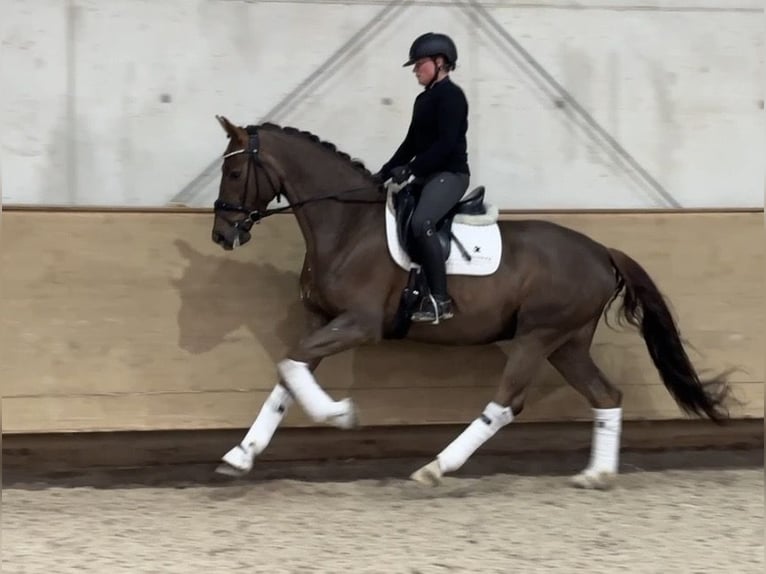 Westfale Wallach 5 Jahre 168 cm Dunkelfuchs in Jengen