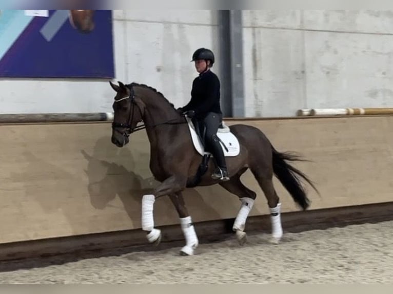 Westfale Wallach 5 Jahre 168 cm Dunkelfuchs in Jengen