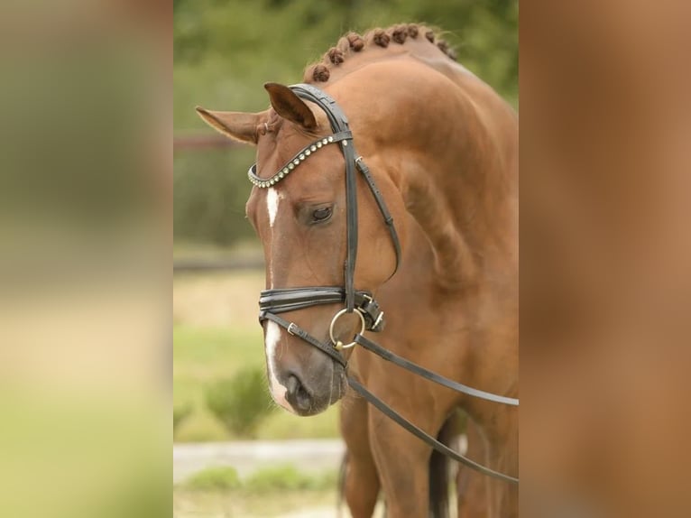 Westfale Wallach 5 Jahre 168 cm Dunkelfuchs in Sassenberg
