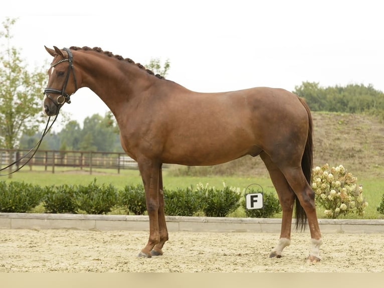 Westfale Wallach 5 Jahre 168 cm Dunkelfuchs in Sassenberg
