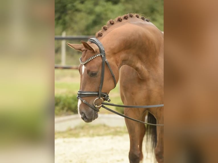 Westfale Wallach 5 Jahre 168 cm Dunkelfuchs in Sassenberg
