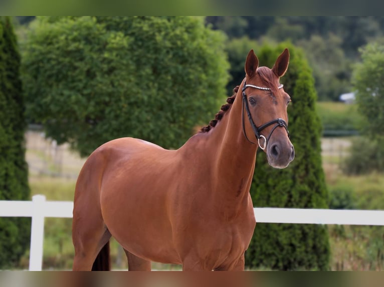 Westfale Wallach 5 Jahre 168 cm Fuchs in Geilenkirchen