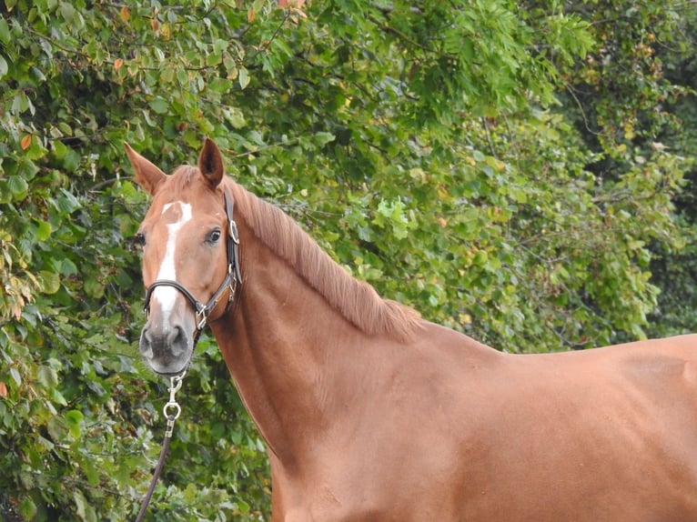 Westfale Wallach 5 Jahre 168 cm Fuchs in Verl