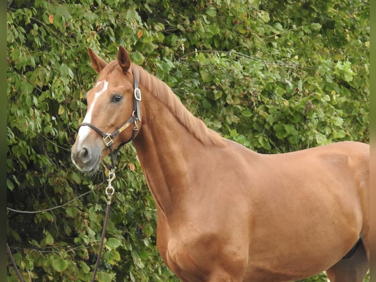 Westfale Wallach 5 Jahre 168 cm Fuchs in Verl