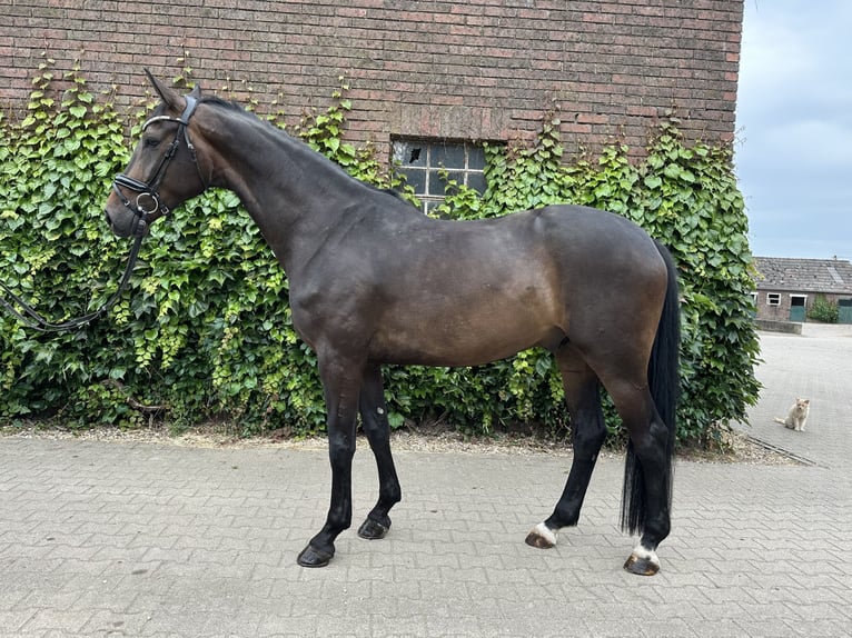 Westfale Wallach 5 Jahre 169 cm Brauner in Rees