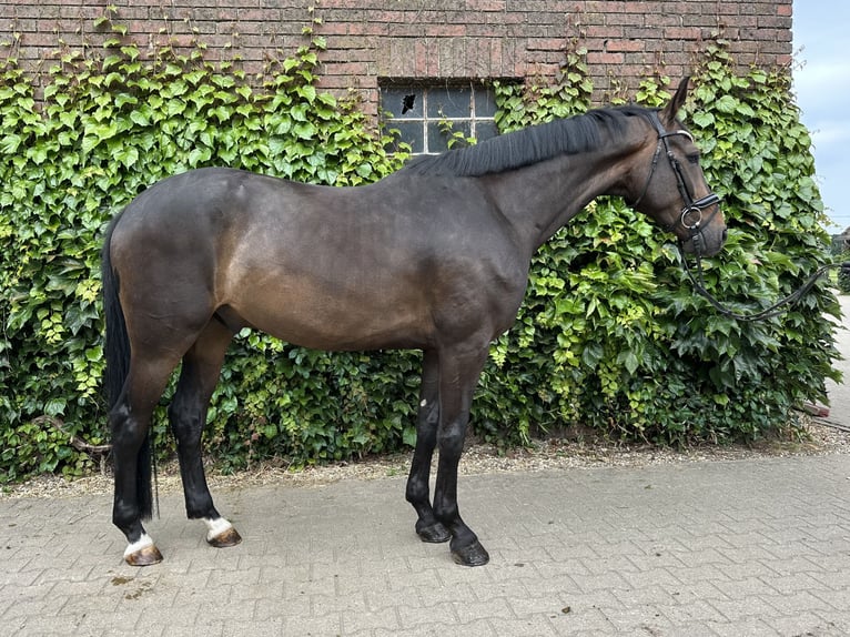 Westfale Wallach 5 Jahre 169 cm Brauner in Rees
