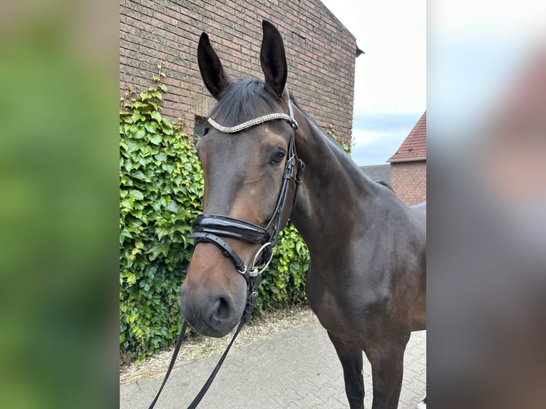 Westfale Wallach 5 Jahre 169 cm Brauner in Rees
