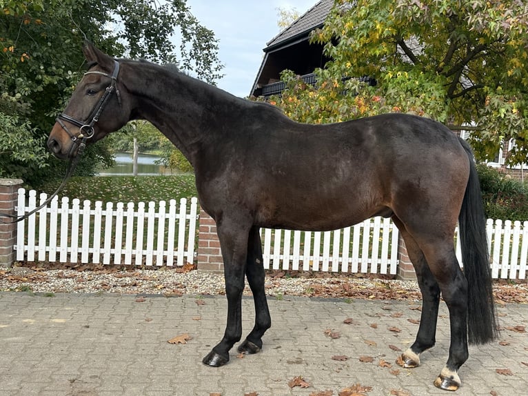 Westfale Wallach 5 Jahre 169 cm Brauner in Rees