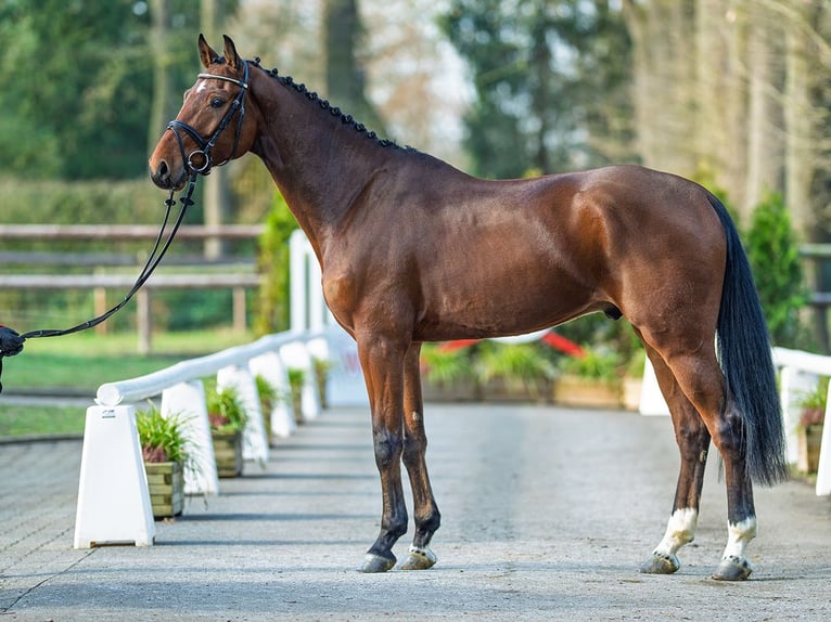Westfale Wallach 5 Jahre 169 cm Brauner in Münster-Handorf