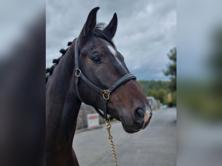 Westfale Wallach 5 Jahre 169 cm Dunkelbrauner in Wagenfeld