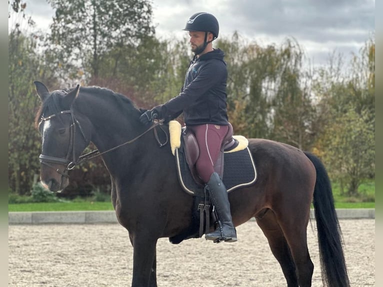 Westfale Wallach 5 Jahre 169 cm Dunkelbrauner in Wagenfeld