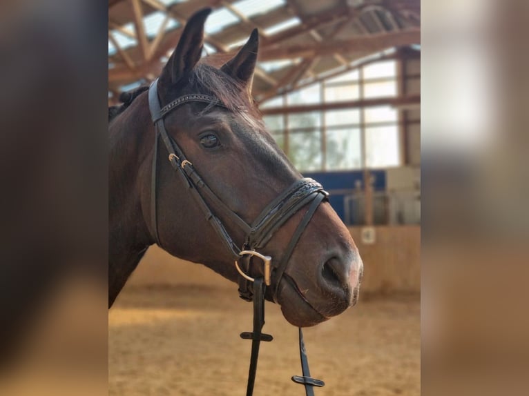 Westfale Wallach 5 Jahre 169 cm Dunkelbrauner in Wagenfeld