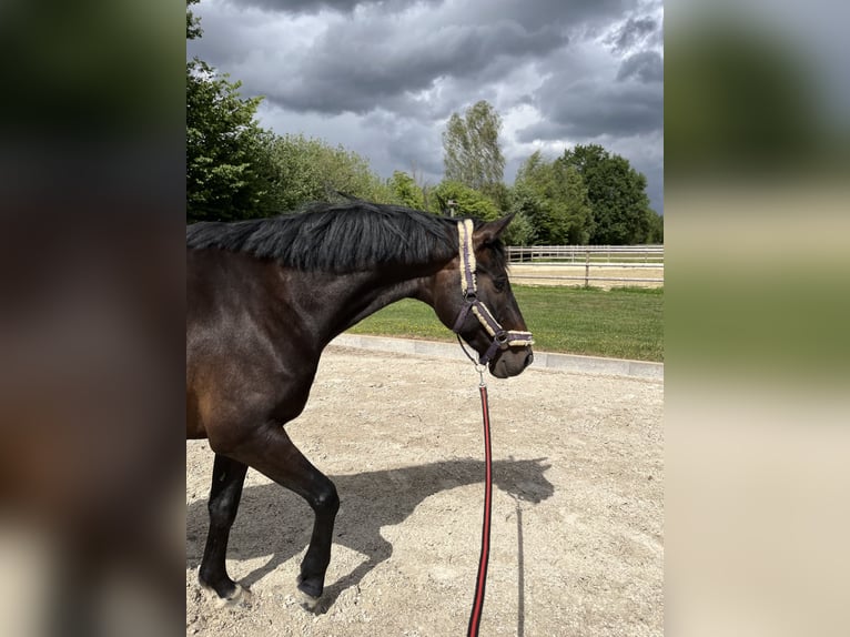 Westfale Wallach 5 Jahre 169 cm Dunkelbrauner in Wagenfeld