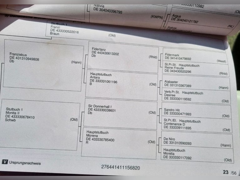 Westfale Wallach 5 Jahre 169 cm Dunkelbrauner in Wagenfeld