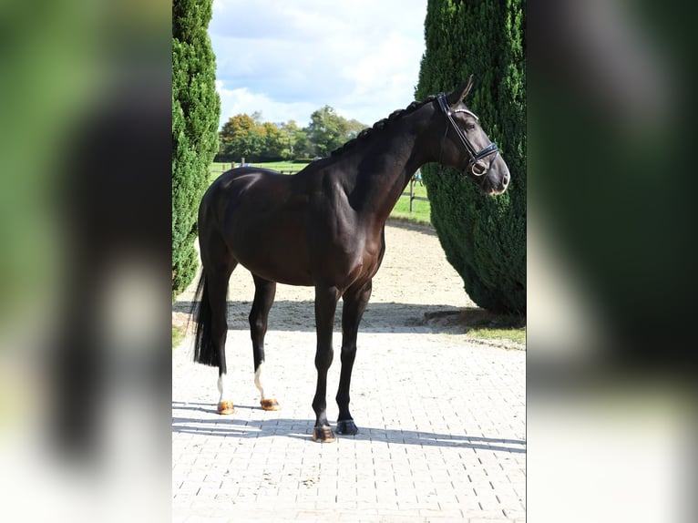 Westfale Wallach 5 Jahre 169 cm Rappe in Nottuln
