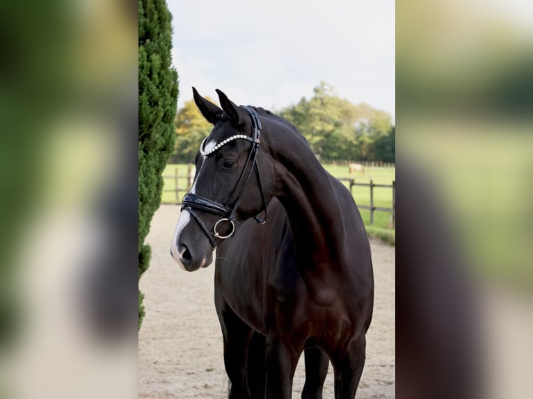 Westfale Wallach 5 Jahre 169 cm Rappe in Nottuln
