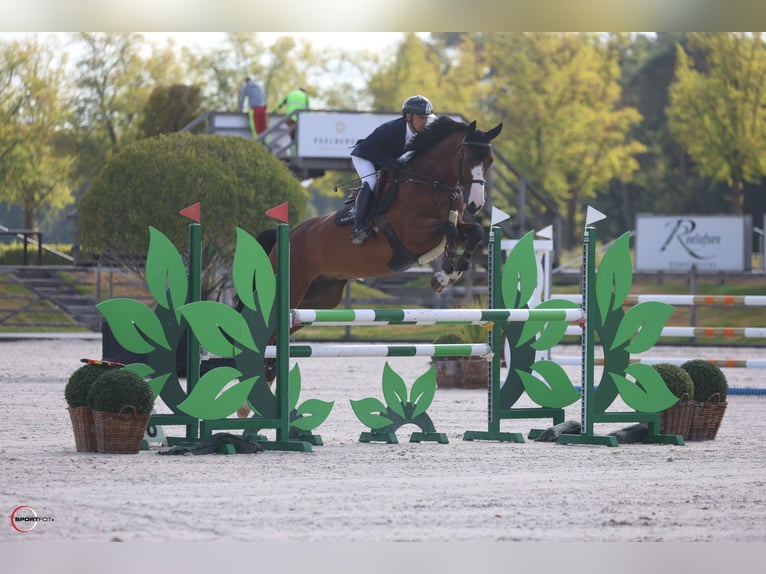 Westfale Wallach 5 Jahre 169 cm Rotbrauner in Kronenberg