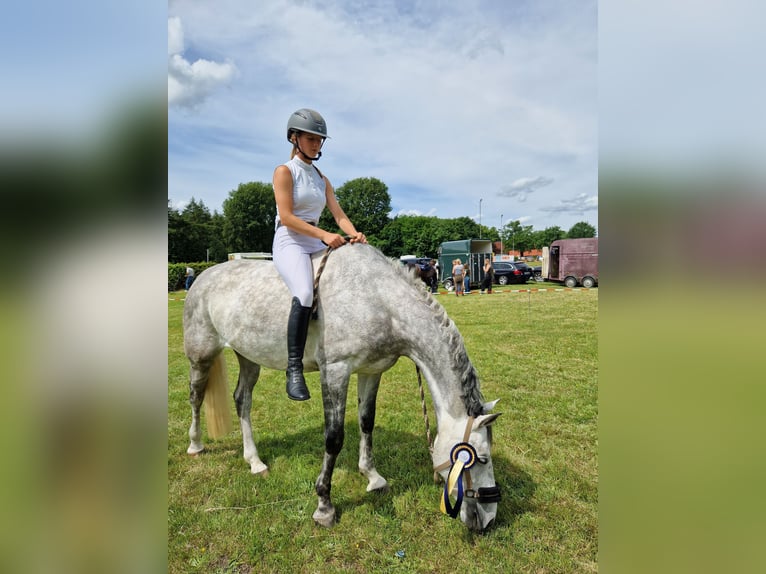 Westfale Wallach 5 Jahre 169 cm Schimmel in Vlotho