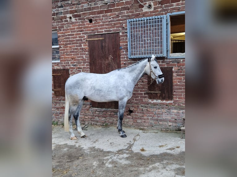 Westfale Wallach 5 Jahre 169 cm Schimmel in Vlotho