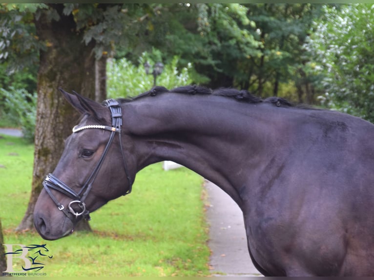 Westfale Wallach 5 Jahre 169 cm Schwarzbrauner in BorgholzhausenBorgholzhausen