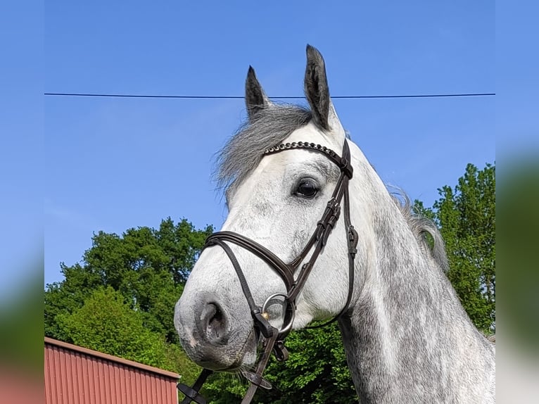 Westfale Wallach 5 Jahre 170 cm Apfelschimmel in Essen