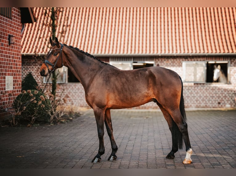 Westfale Wallach 5 Jahre 170 cm Brauner in Warendorf