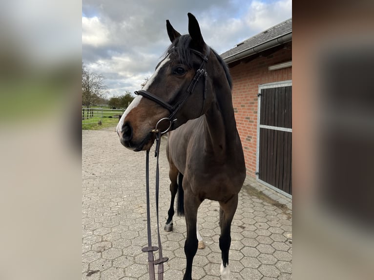 Westfale Wallach 5 Jahre 170 cm Brauner in Rees