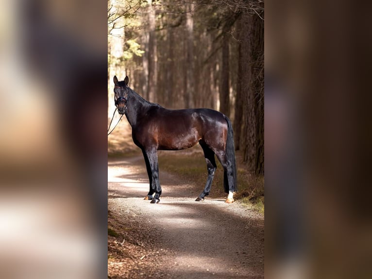 Westfale Wallach 5 Jahre 170 cm  in Warendorf