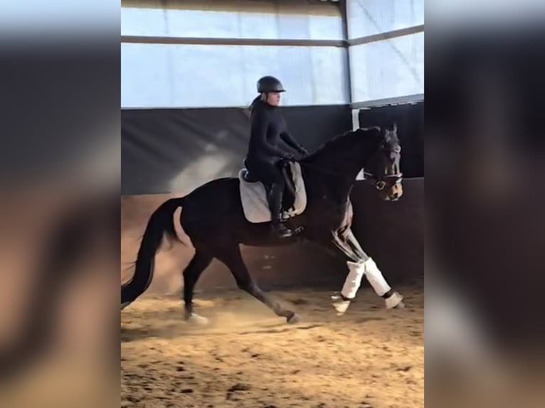 Westfale Wallach 5 Jahre 170 cm  in Warendorf