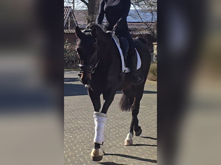 Westfale Wallach 5 Jahre 170 cm  in Warendorf