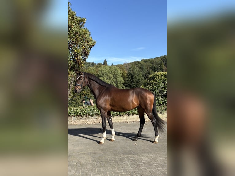 Westfale Wallach 5 Jahre 170 cm Dunkelbrauner in Wermelskirchen