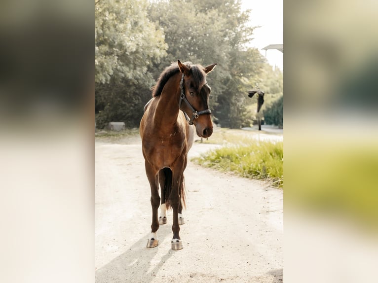 Westfale Wallach 5 Jahre 170 cm Dunkelbrauner in Lohmar