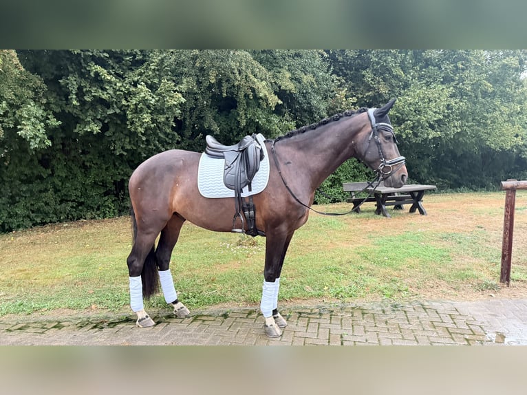 Westfale Wallach 5 Jahre 170 cm Dunkelbrauner in Lohmar
