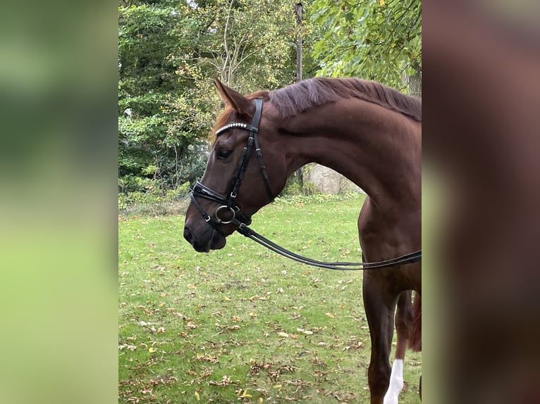 Westfale Wallach 5 Jahre 170 cm Fuchs in Ibbenb&#xFC;ren