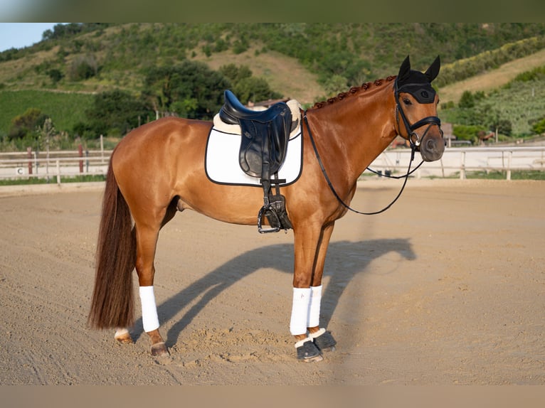 Westfale Wallach 5 Jahre 170 cm Fuchs in San SavinoRipatransone