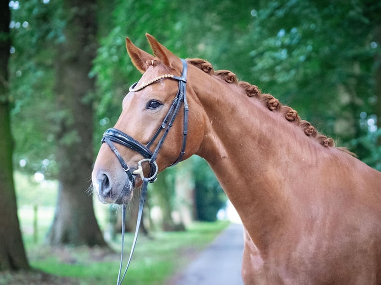 Westfale Wallach 5 Jahre 170 cm Fuchs in Stemwede